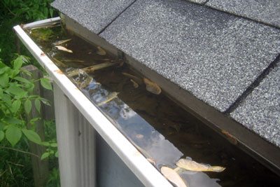 Clogged Gutters