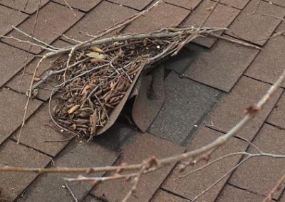 Shingle Damage in Tulsa