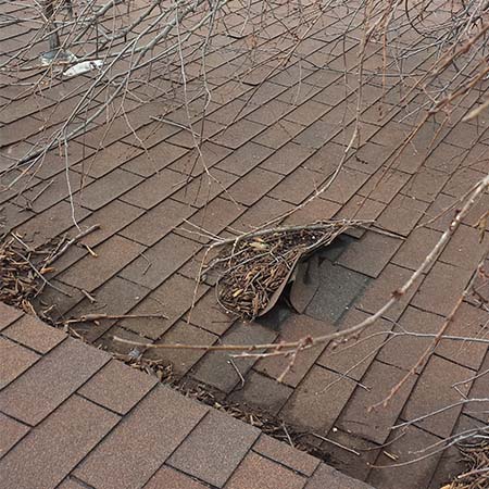 Roof Branches Debris