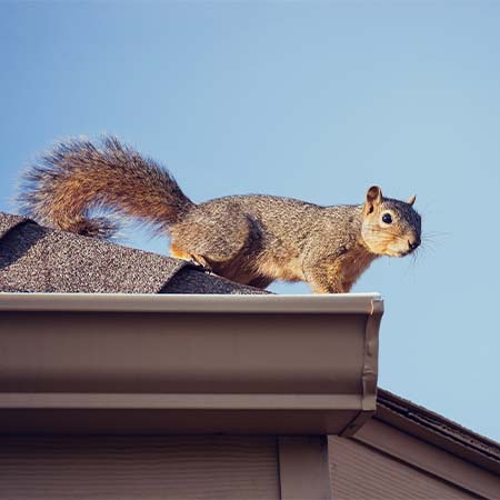 Squirrel Damage to Roof