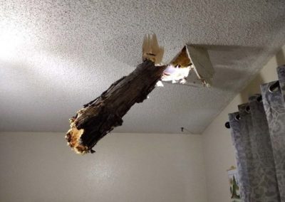 Tree Limb Punctured Ceiling