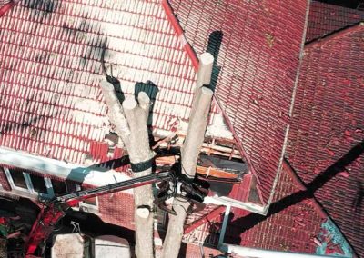 Tree Removal From Roof