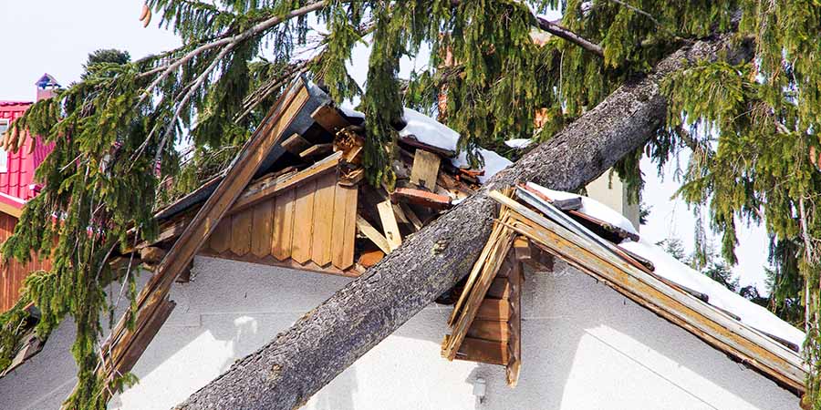 fallen tree on the roof