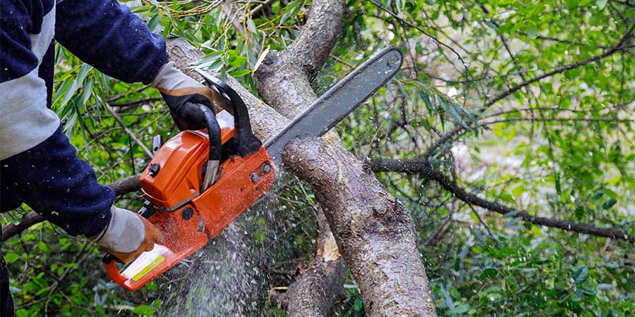 tree trim